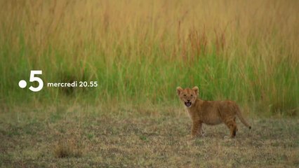 Premiers pas dans la savane - 22 août
