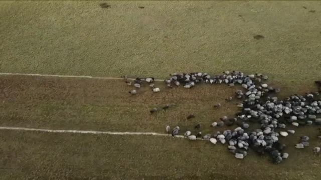 700 ovejas forman una enorme vacuna en Alemania