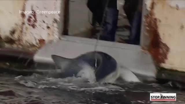 El consumo de aleta de tiburón pone en peligro a la especie