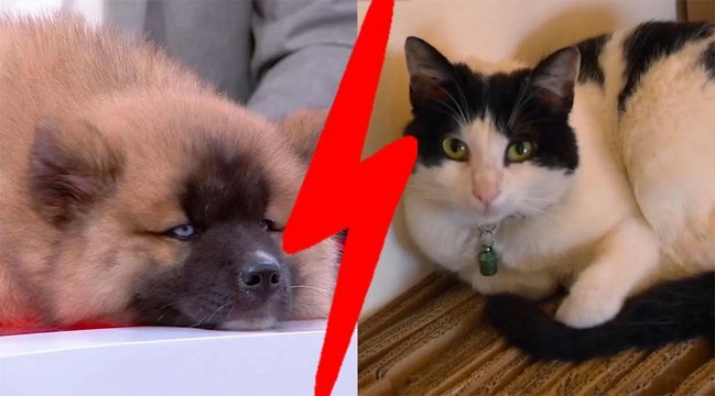 Chat VS chien... Lequel a le plus dérapé en plateau - Le Zapping animaux