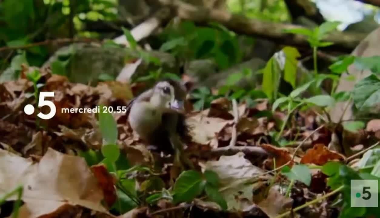 Bébés animaux