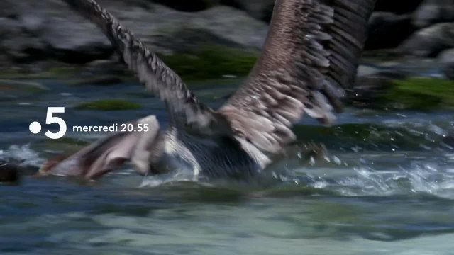 Bébés animaux - 25 juillet