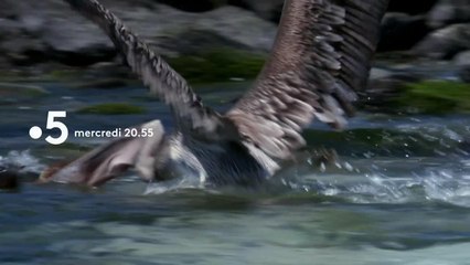 Bébés animaux - 25 juillet