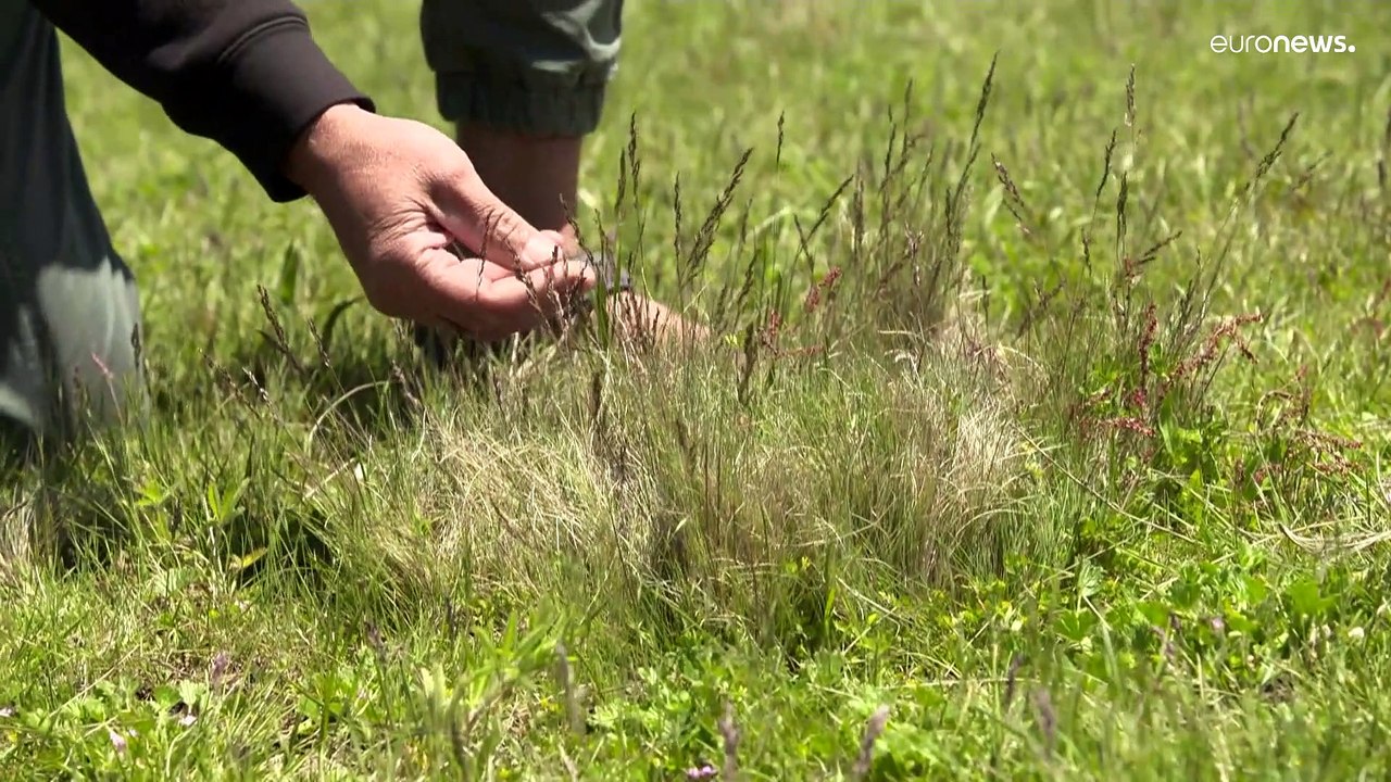 'Alle abschießen': 10.000 Wildpferde im Südosten Australiens müssen weg