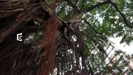 Silence, ça pousse !