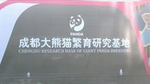 Nacen varias crías de panda gigante en la Base de Investigación de Chengdu al suroeste de China