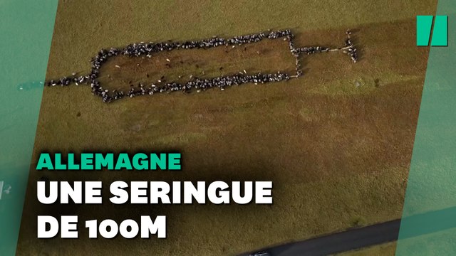 Même ces moutons et ces chèvres sont pour la vaccination