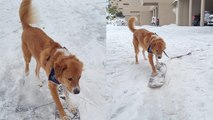'Skateboarding dog takes advantage of winter snow '