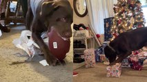 'Excited dog finds and opens his Christmas present on his own'