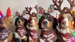 'Adorable dogs pose for camera while wearing Reindeer Antlers & Christmas Bandannas '