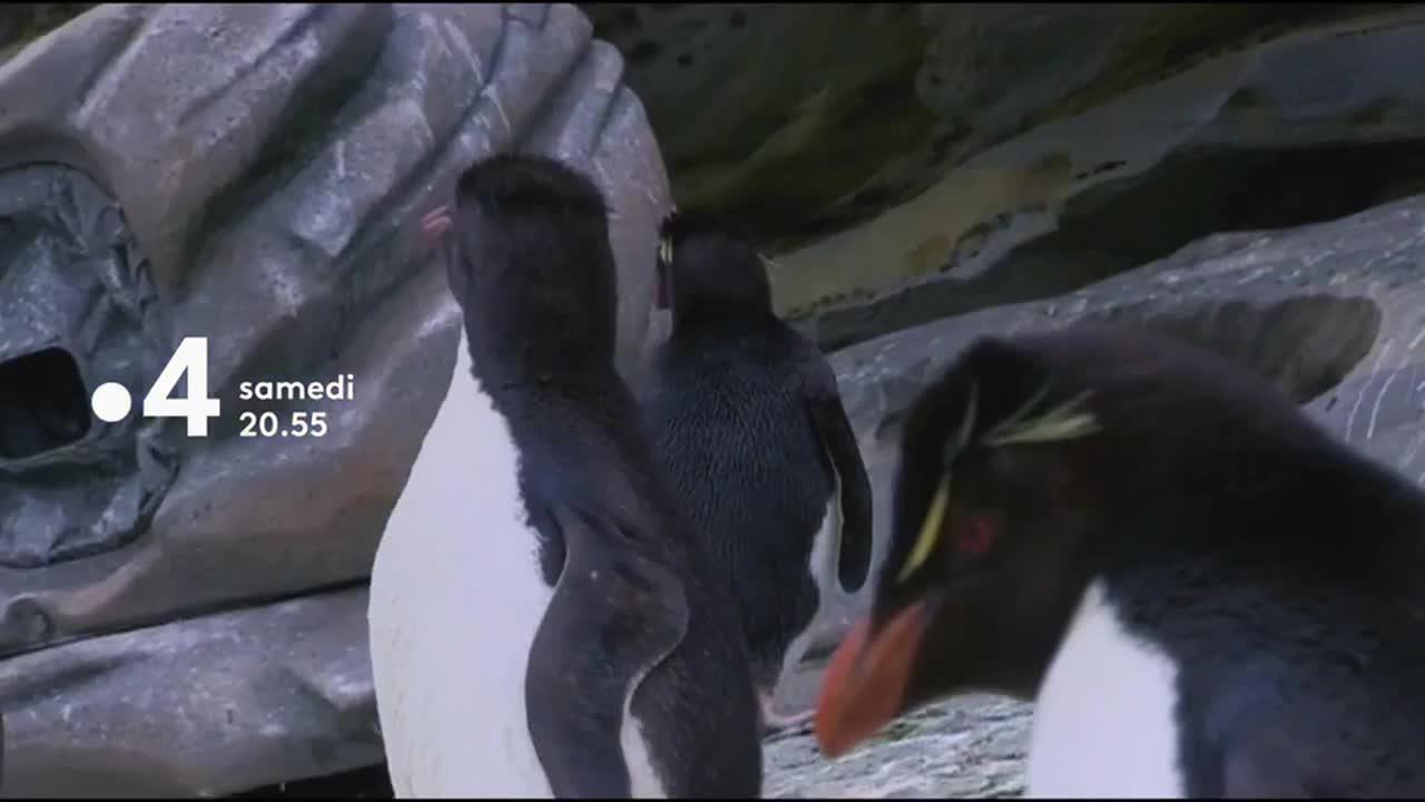 Un espion chez les manchots