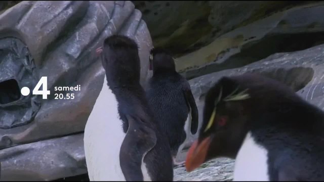 Un espion chez les manchots