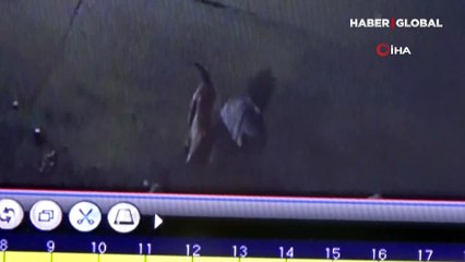 Gaziantep'te karton toplayan kadına pitbull dehşeti! O anlar kamerada