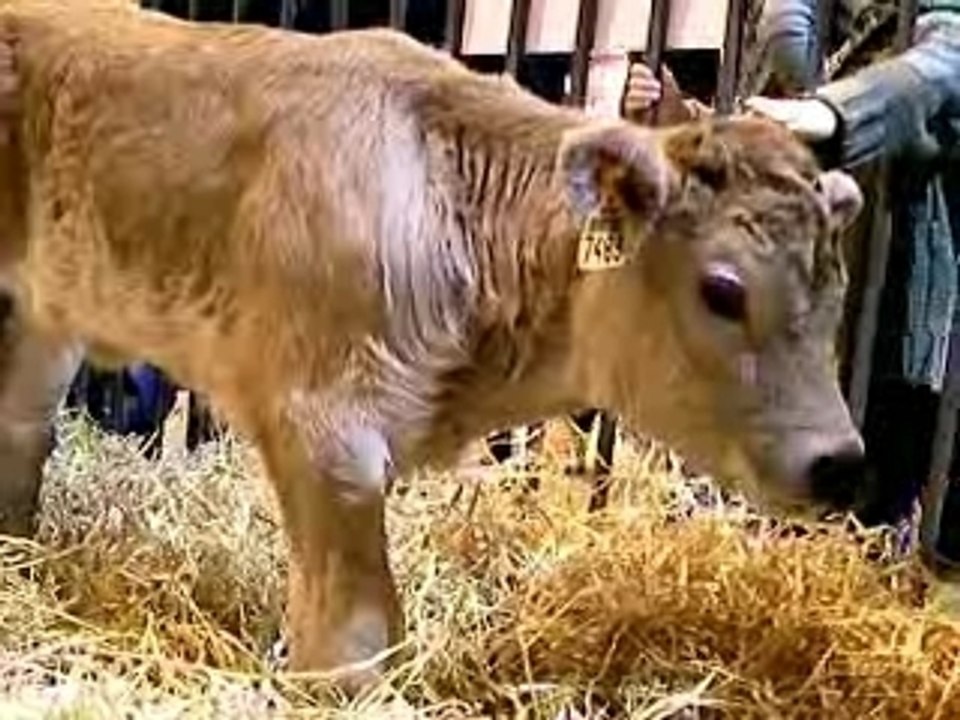 Vaches au Salon de l'agriculture