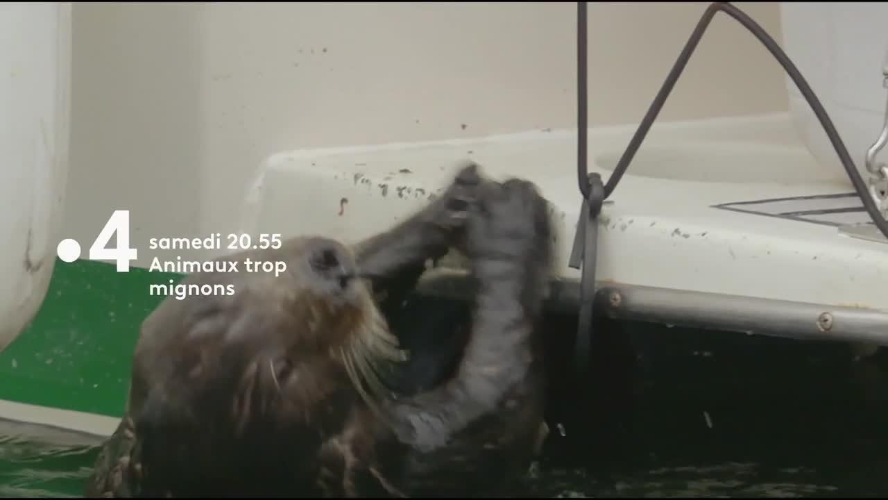Animaux trop mignons - 16 juin