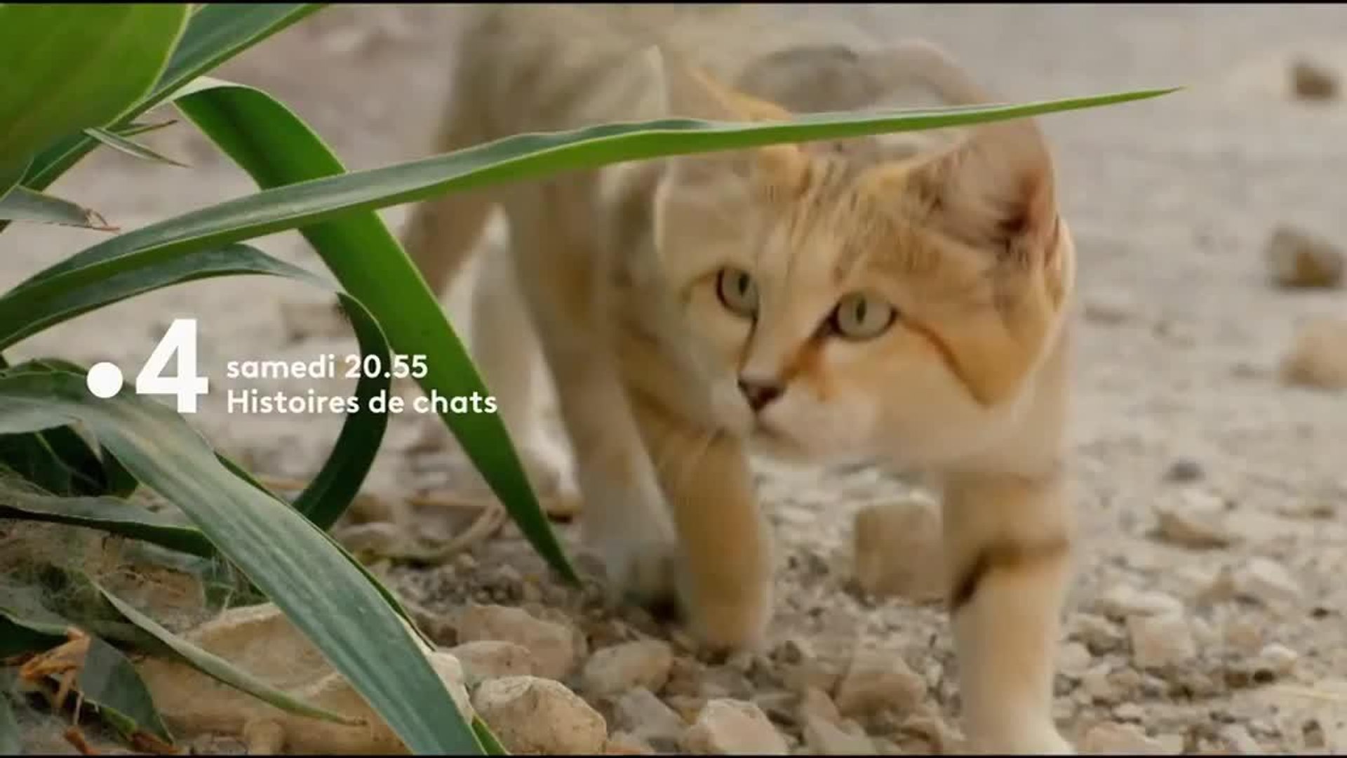 Histoires de chats