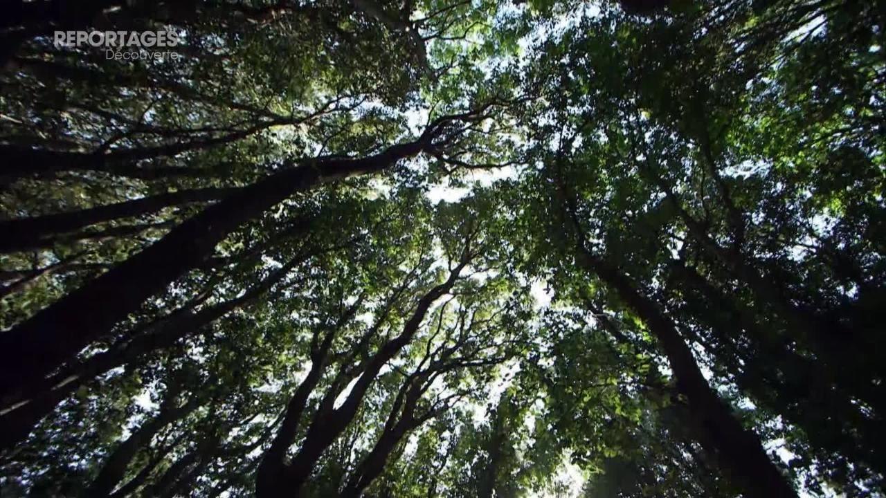 Reportages découverte (TF1) : partez pour "un été en Corse"