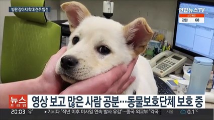 빙판 위 강아지 학대 견주 입건…"처벌 솜방망이"