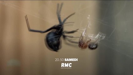 Retour à l’instinct primaire - 9 juin