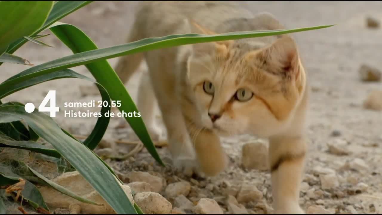 Histoires de chats  - 2 juin