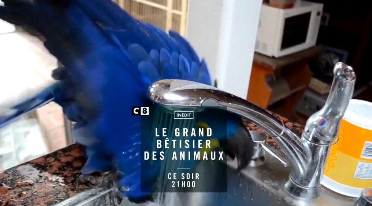 Le Grand Bêtisier Des Animaux 9 Mai Vidéo Dailymotion