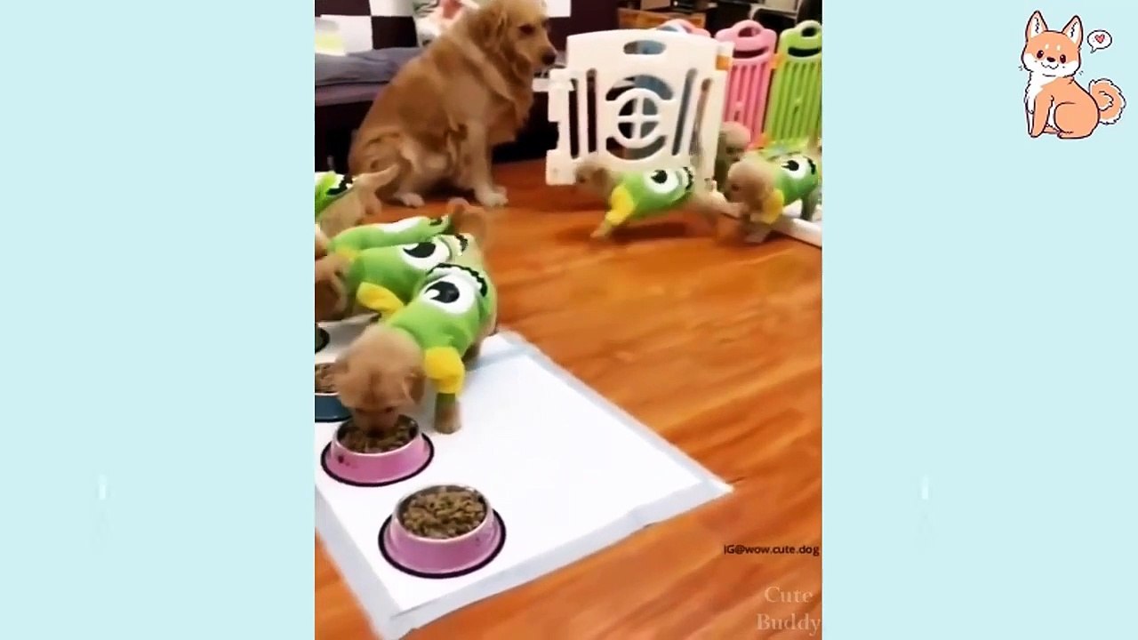 Funny DOGs Video