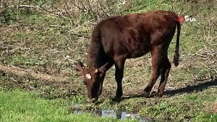 Türkiye'nin tersine akan tek akarsuyu olan 'Tersakan Çayı' kirlilikten köpürdü