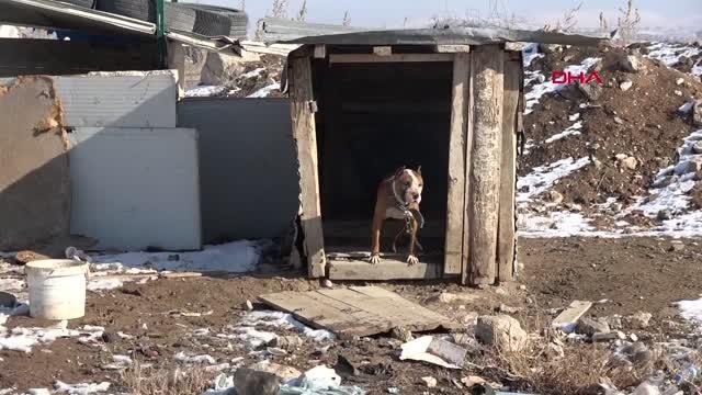 YASAKLI KÖPEKLERİNİ BARINAĞA TESLİM ETTİLER