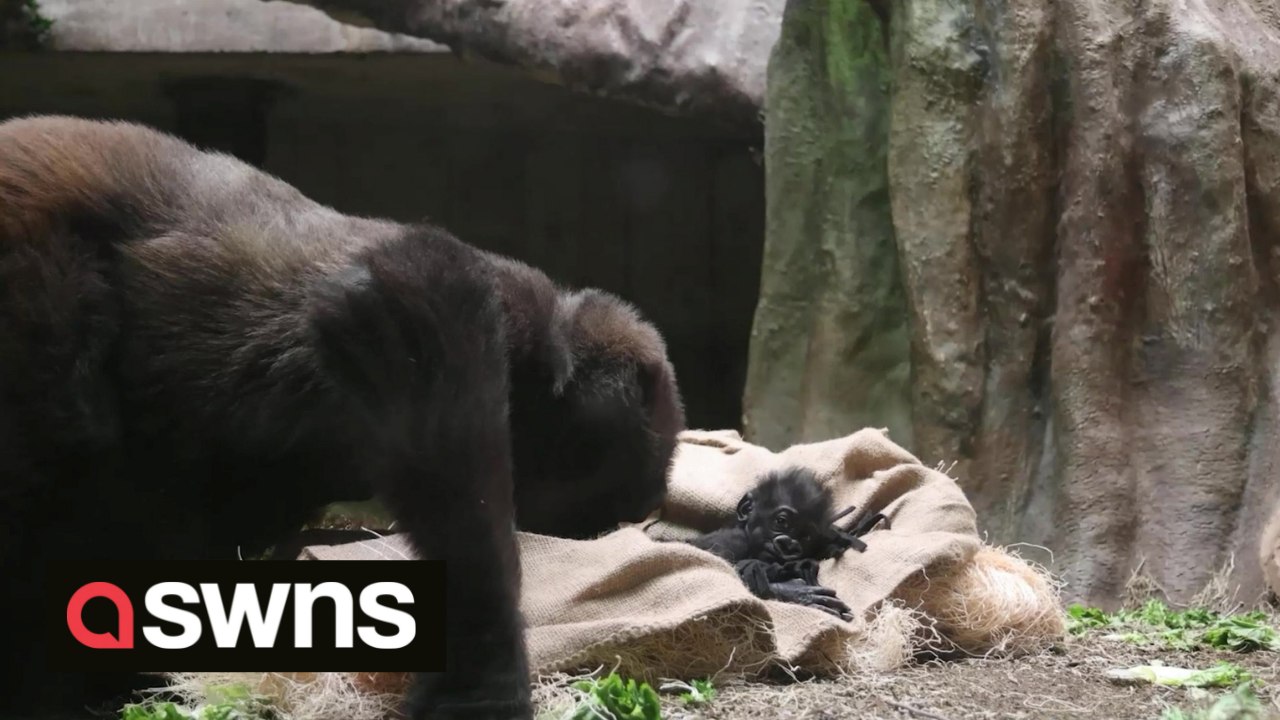 Adorable moment premature baby gorilla is reunited with his family