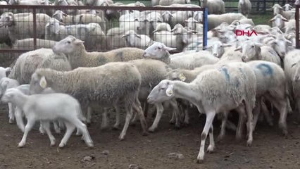 STRESE SOKULAN HAYVANIN ET VE SÜT KALİTESİ OLUMSUZ ETKİLENİYOR