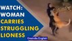 Kuwait: Woman spotted carrying struggling lioness in her arms | Watch viral video | Oneindia News