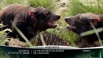 La vie secrète du diable de Tasmanie