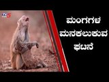ಮಂಗಗಳ ಮನಕಲುಕುವ ಘಟನೆ | Madhya Pradesh | TV5 Kannada