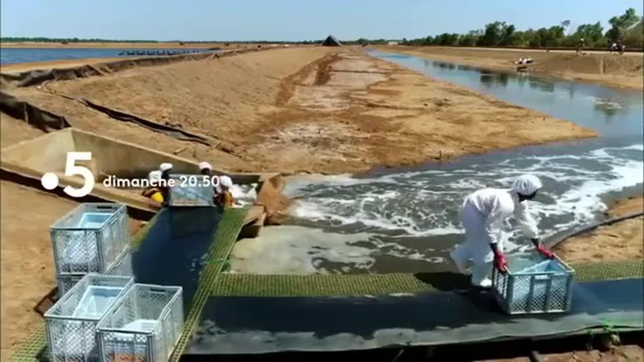 Crevettes en eaux troubles