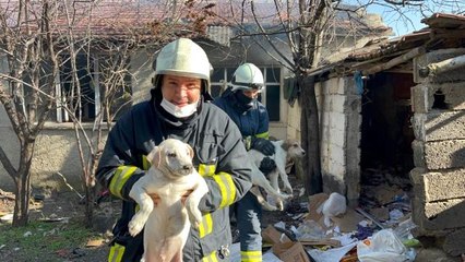 Kundaklandığı iddia edilen evde mahsur kalan köpekleri itfaiye kurtardı