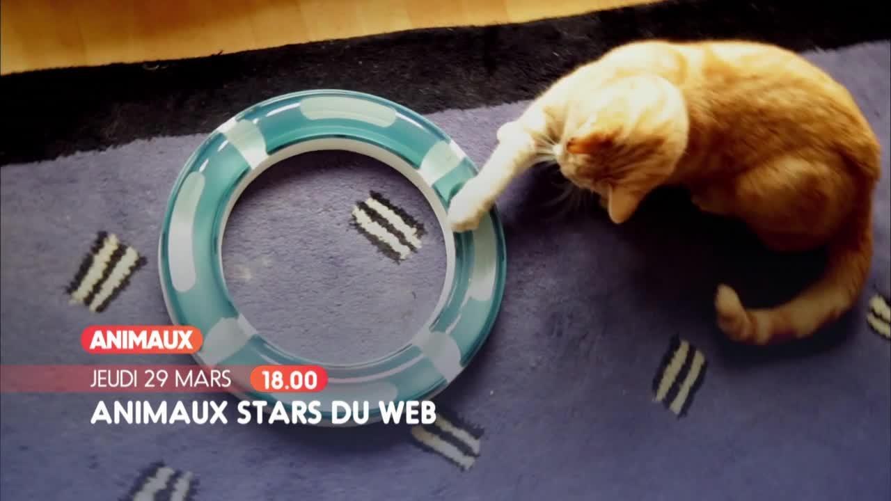 Animaux stars du web