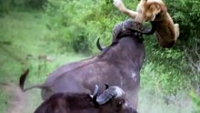 combats d'animaux sauvages incroyables