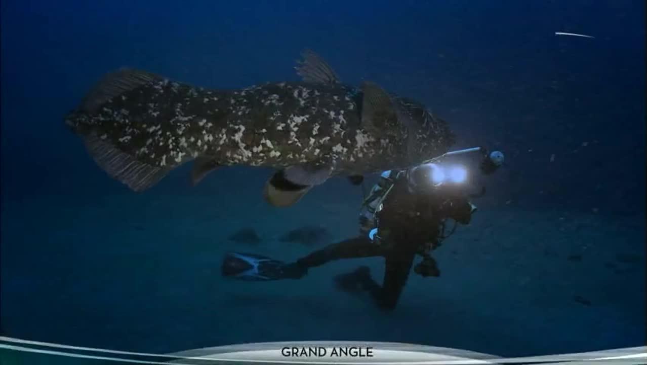 Galapagos, au royaume des requins-baleines