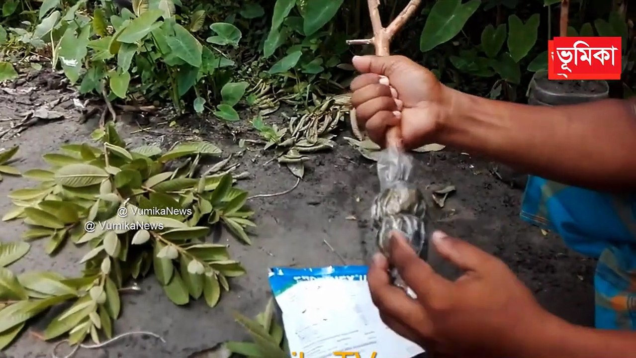 পেয়ারা গাছের কলম পদ্ধতি |_How To Grow Guava From Air Layering | Guava Tree Air Layering Technique  Vumika TV | Vomika Agro