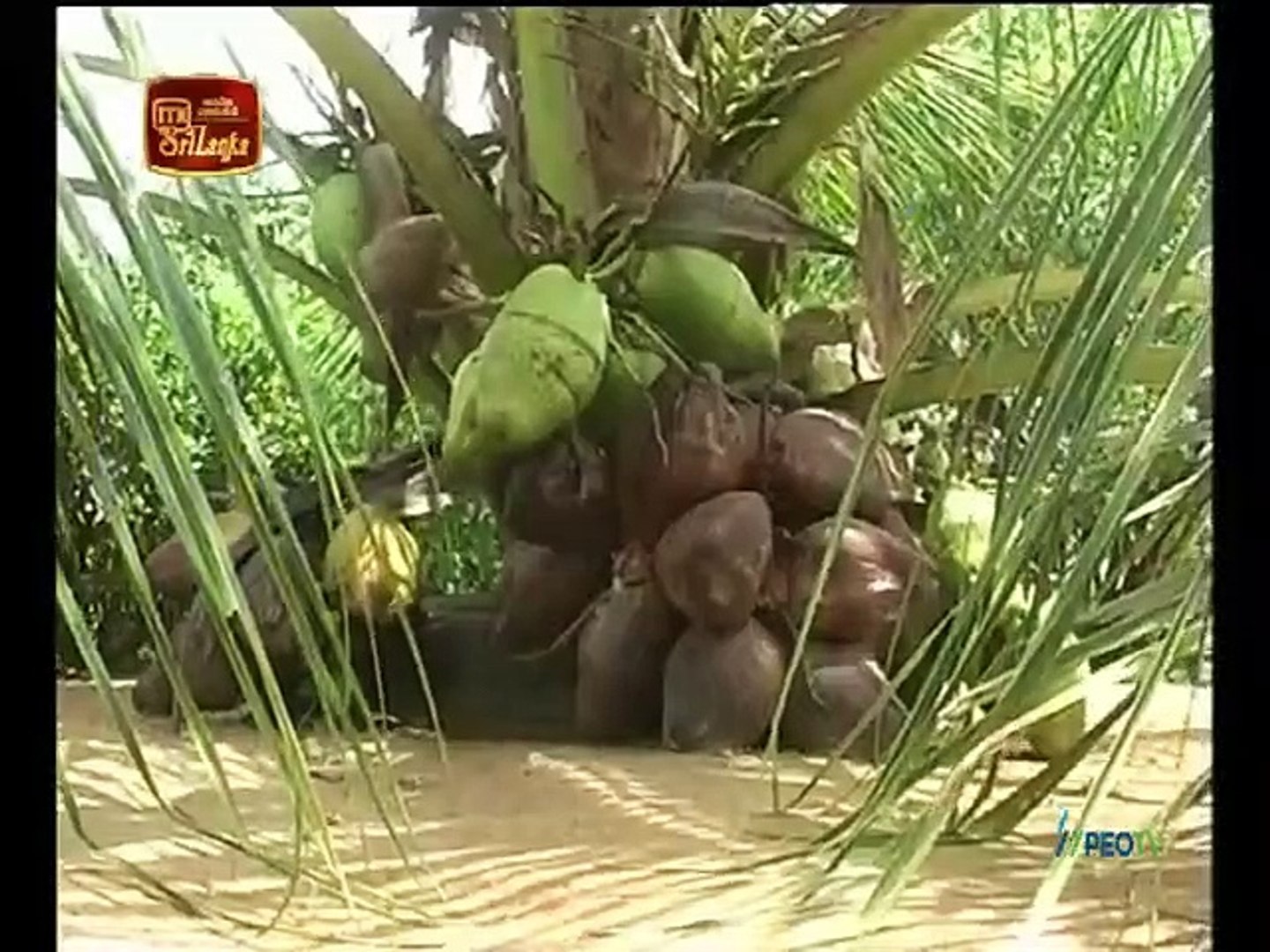 Atapattama 2022.01.05