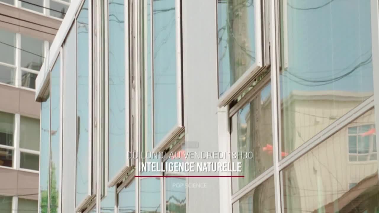 Intelligence naturelle