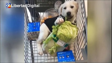 Entra en vigor la Ley de Protección Animal