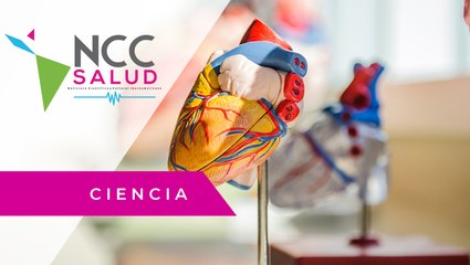 El colesterol es fundamental para el cuerpo, pero en exceso, ¿qué puede causar?