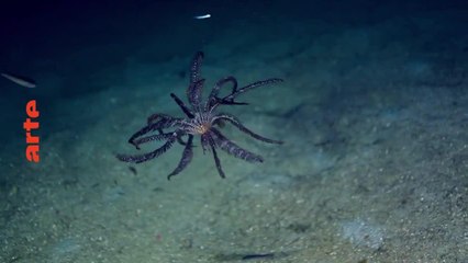 Papouasie, expédition au coeur d'un monde perdu - 13 janvier