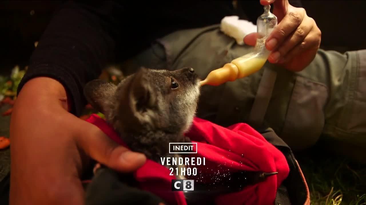 Les incroyables naissances des bébés animaux - 29 Décembre