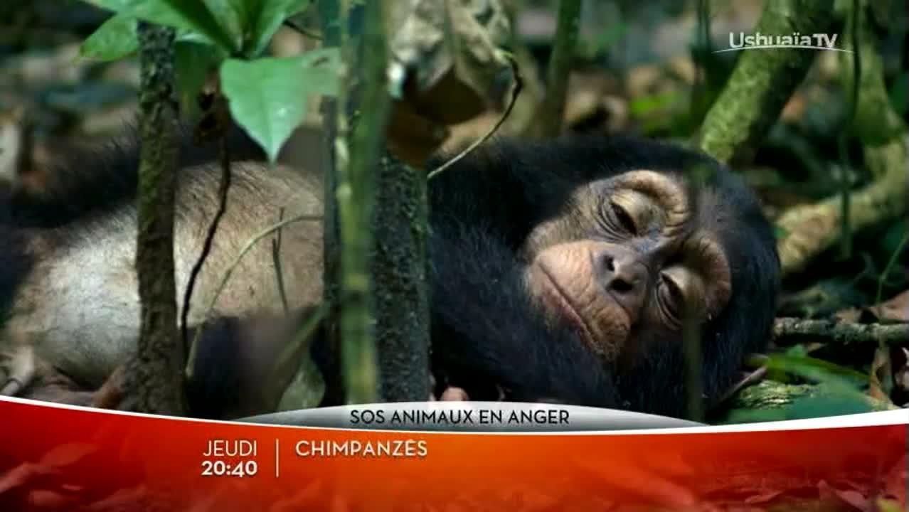 Chimpanzés