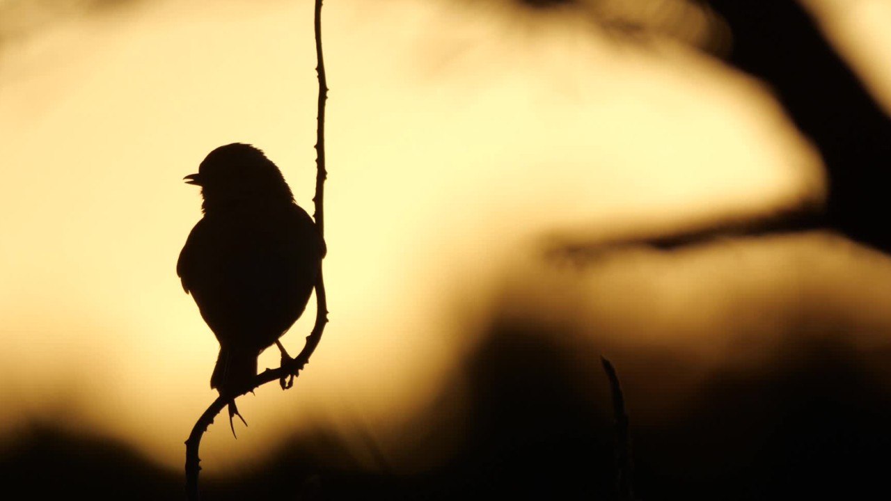 Quelles sont les différences entre un oiseau de jardin et un oiseau de mer ?