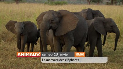 La mémoire des éléphants