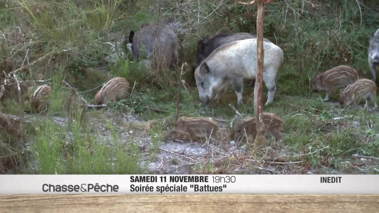 Entraînement de chiens sur sangliers