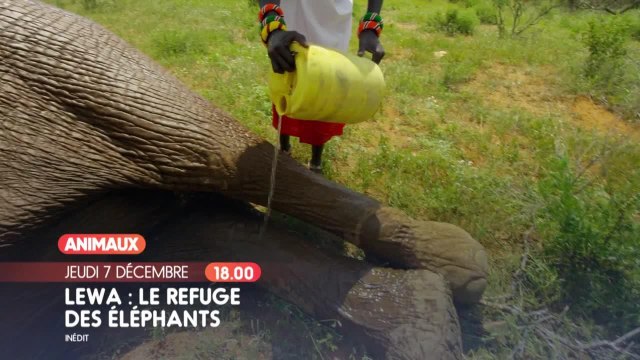 Kenya, chroniques de la vie sauvage